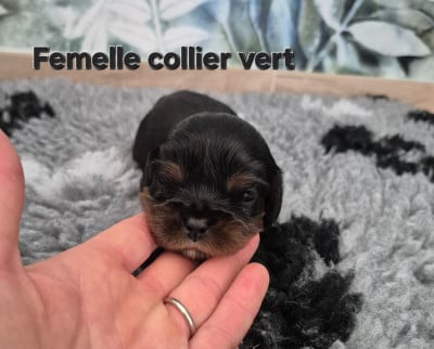Les chiots de Cavalier King Charles Spaniel