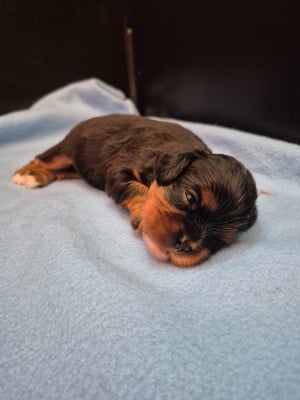 Les chiots de Cavalier King Charles Spaniel