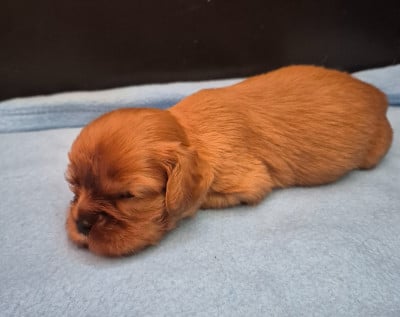 Les chiots de Cavalier King Charles Spaniel