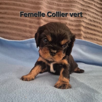 Les chiots de Cavalier King Charles Spaniel