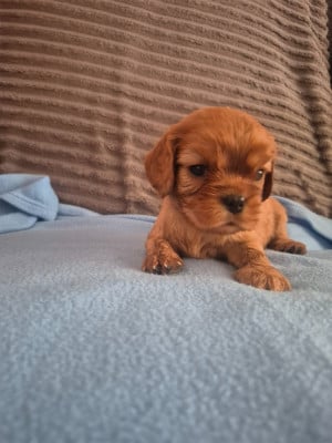 Les chiots de Cavalier King Charles Spaniel