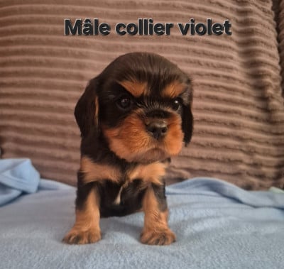 Les chiots de Cavalier King Charles Spaniel