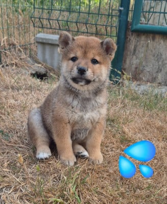 Les chiots de Shiba