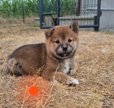 Les chiots de Shiba