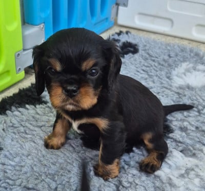 Les chiots de Cavalier King Charles Spaniel