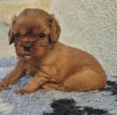 Les chiots de Cavalier King Charles Spaniel