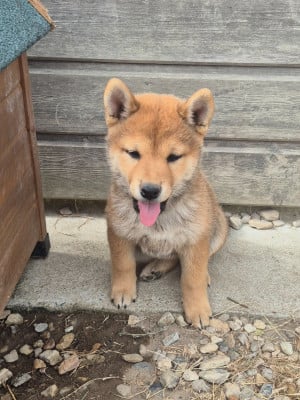 Les chiots de Shiba