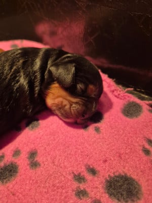 Cavalier King Charles Spaniel