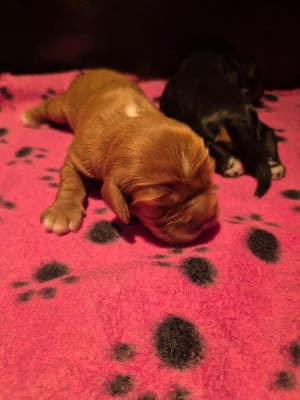 B.... - Cavalier King Charles Spaniel
