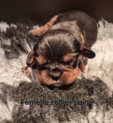 Les chiots de Cavalier King Charles Spaniel