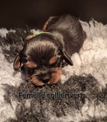 Les chiots de Cavalier King Charles Spaniel