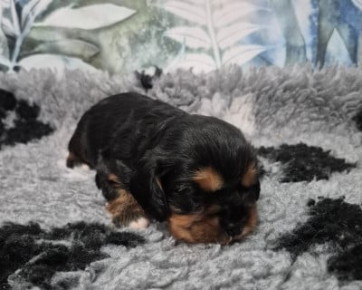 Les chiots de Cavalier King Charles Spaniel