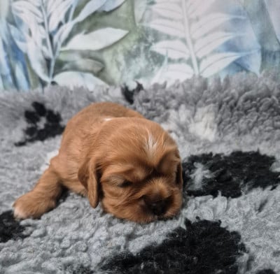 Les chiots de Cavalier King Charles Spaniel