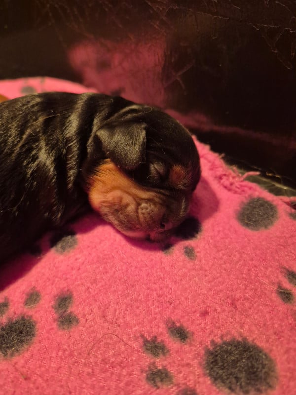 Cavalier King Charles Spaniel - des Trésors d'Amethyste