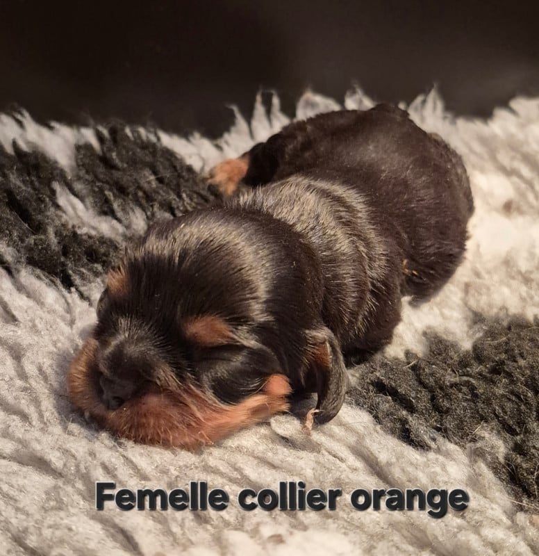 Cavalier King Charles Spaniel - des Trésors d'Amethyste