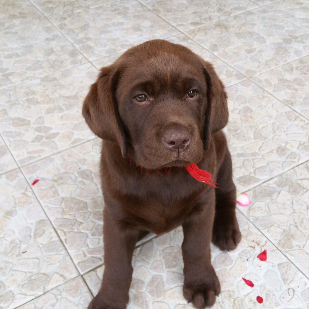 Publication : Des Monts D'Arcadie