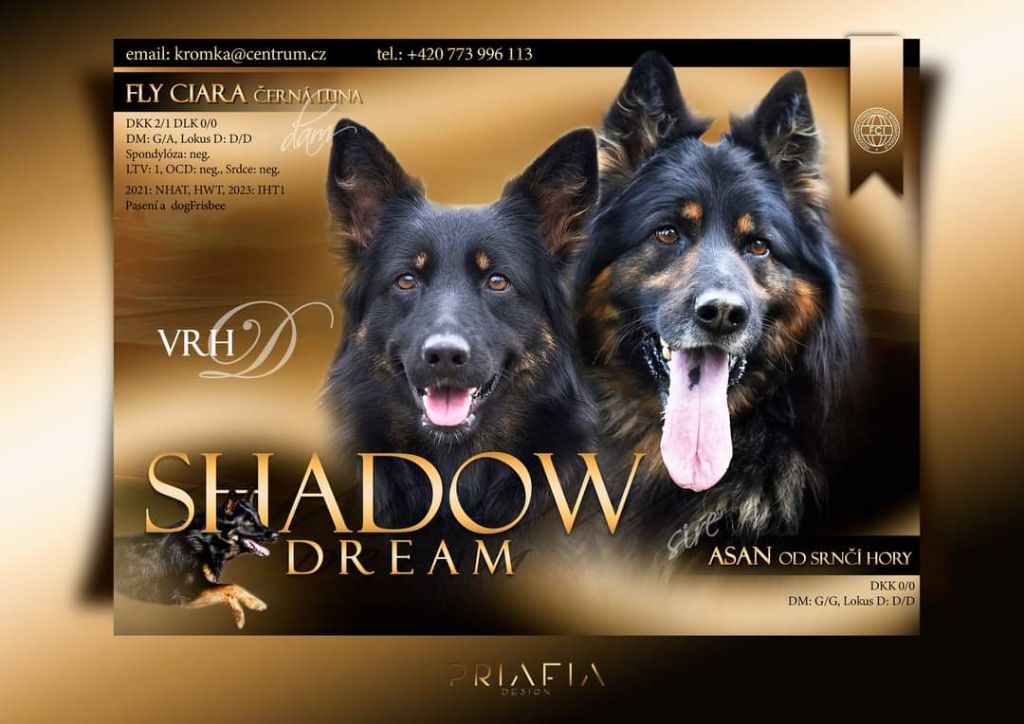 Daggy shadow dream