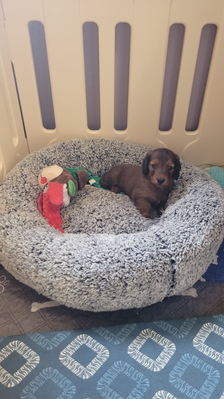 CHIOT 1 - Teckel poil long