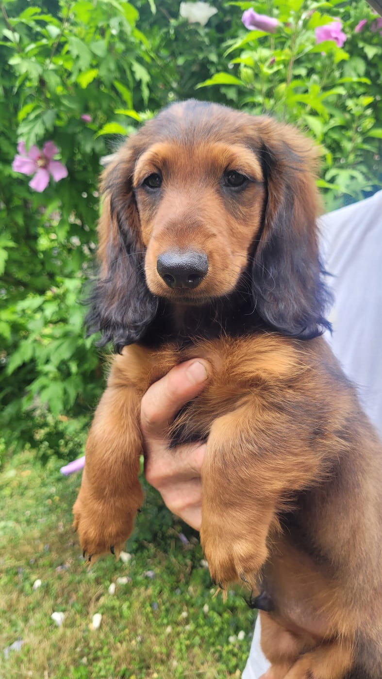 Banjo