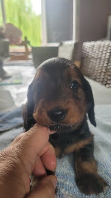 Les chiots de Teckel poil long