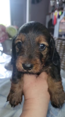 Les chiots de Teckel poil long