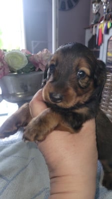 Les chiots de Teckel poil long