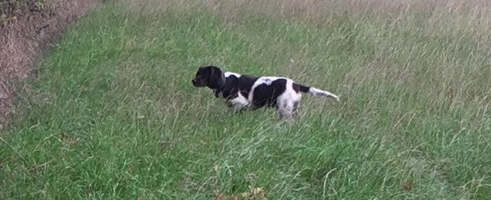 Métisse du port de Chambord