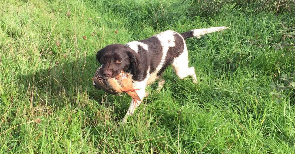 Métisse du port de Chambord