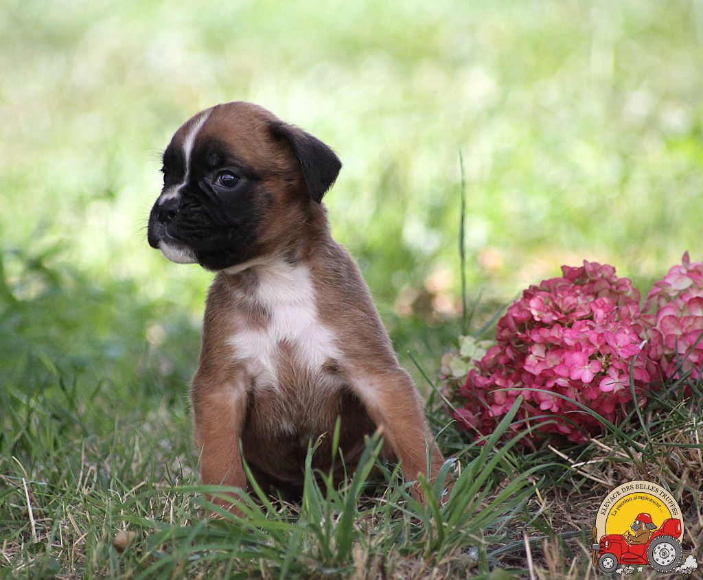 ALBA DES BELLES TRUFFES