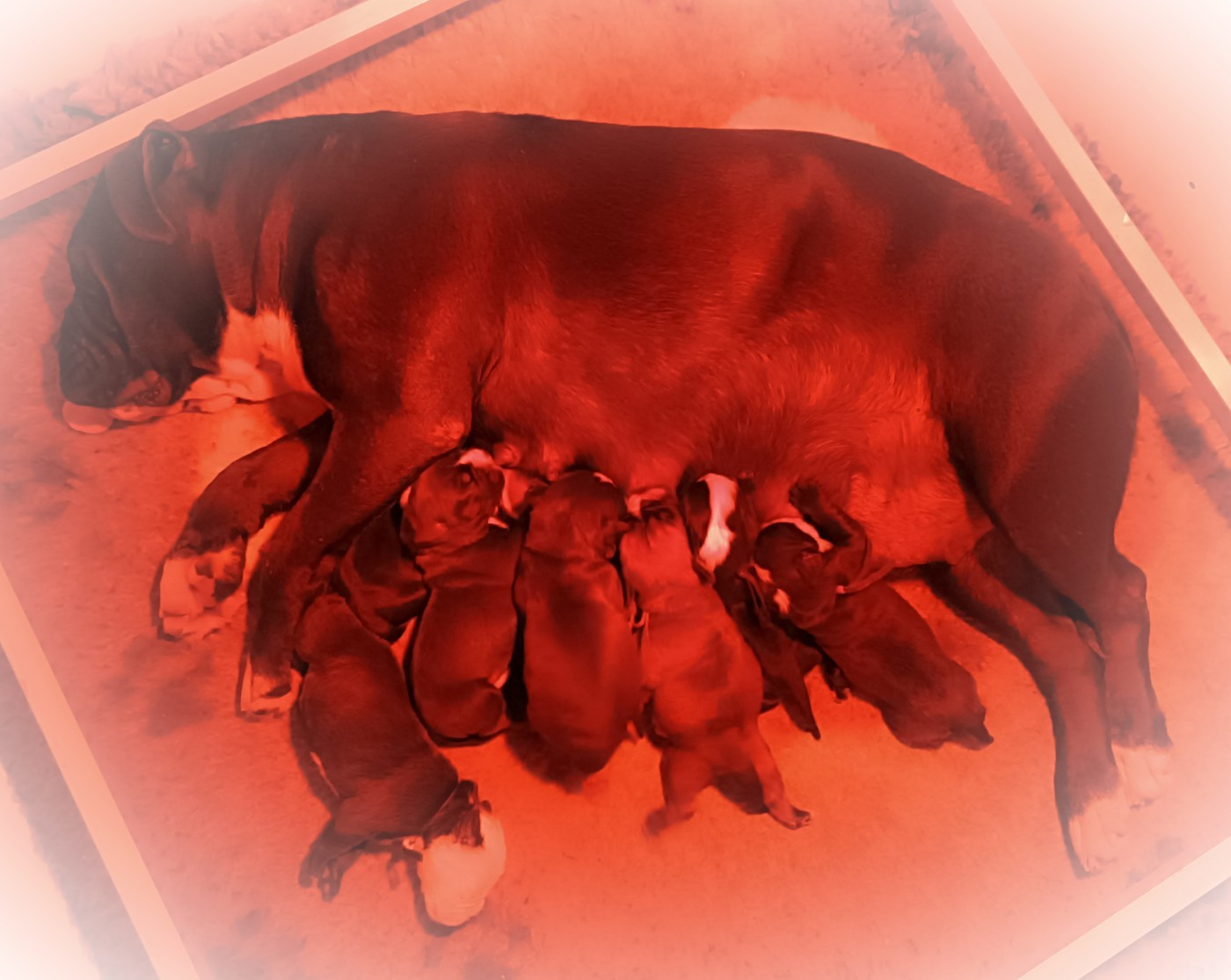 Bulldog continental - Des Belles Truffes