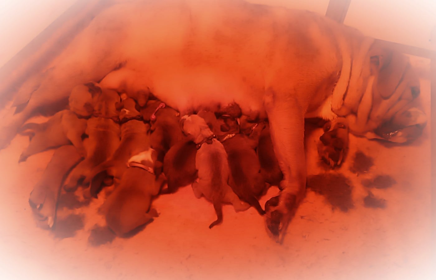 Bulldog continental - Des Belles Truffes