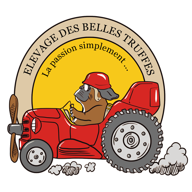 Bulldog continental - Des Belles Truffes