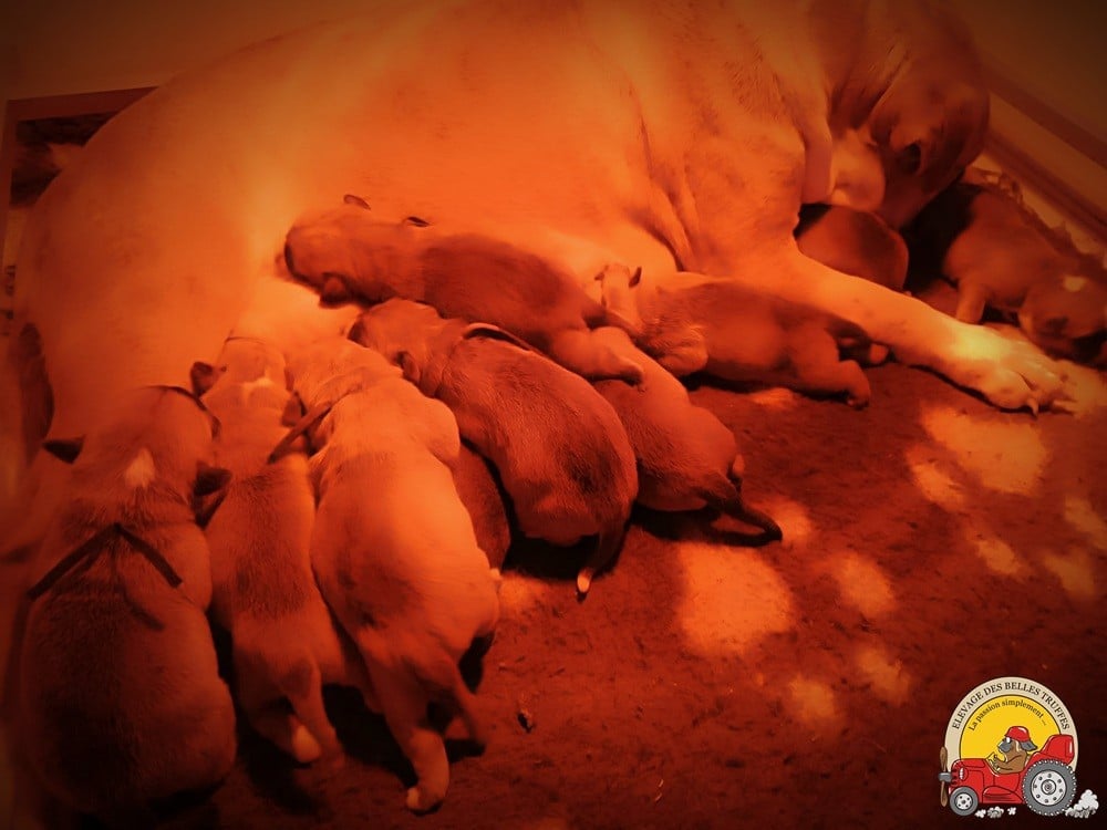 Chiot Bulldog continental