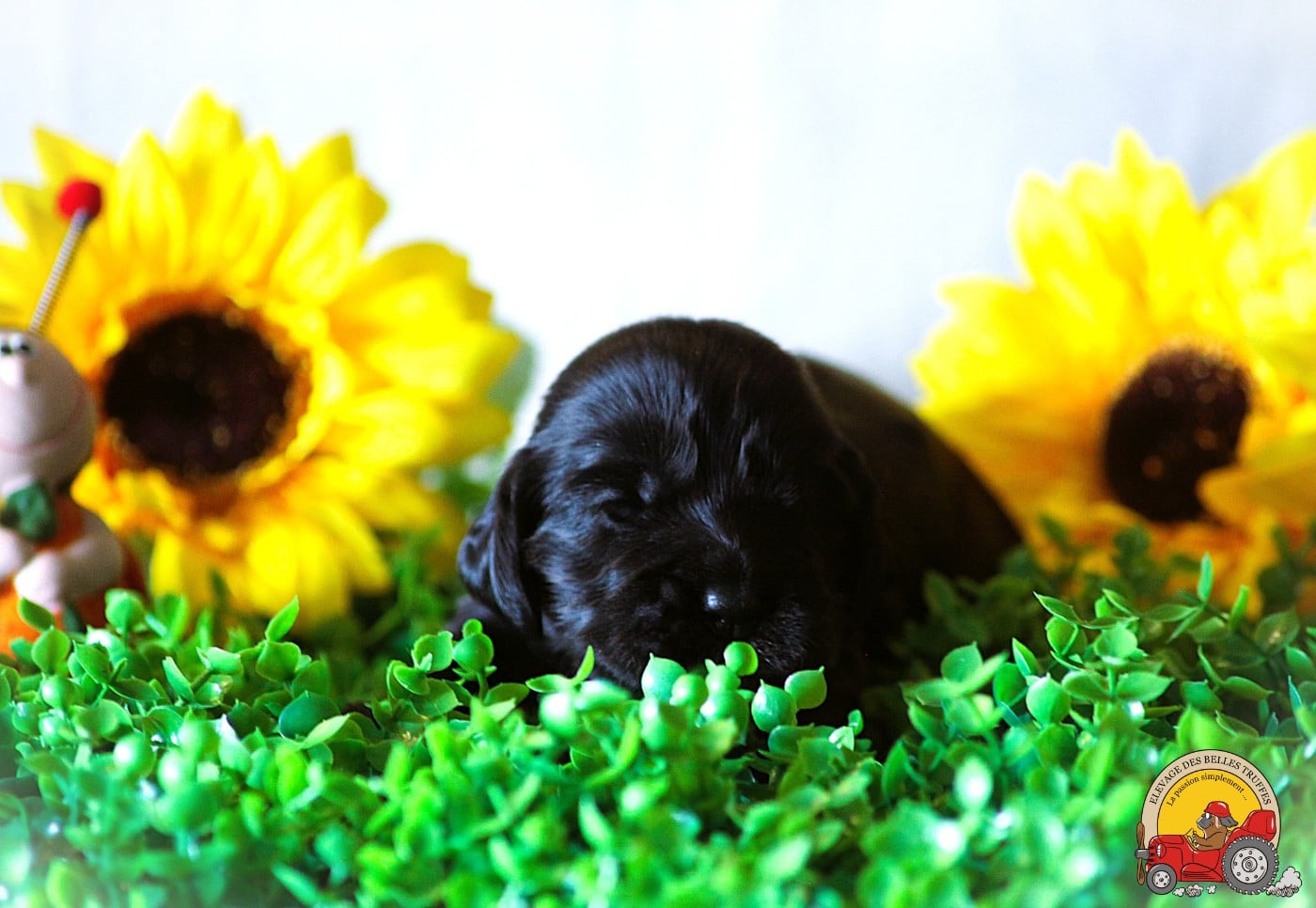 Cocker Spaniel Anglais - Des Belles Truffes
