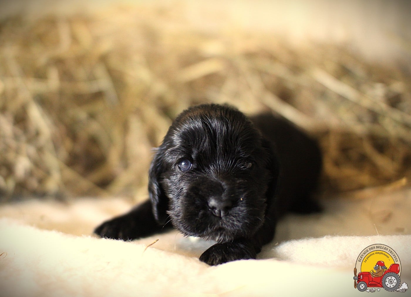 Cocker Spaniel Anglais - Des Belles Truffes