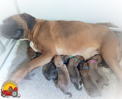 Chiot Boxer