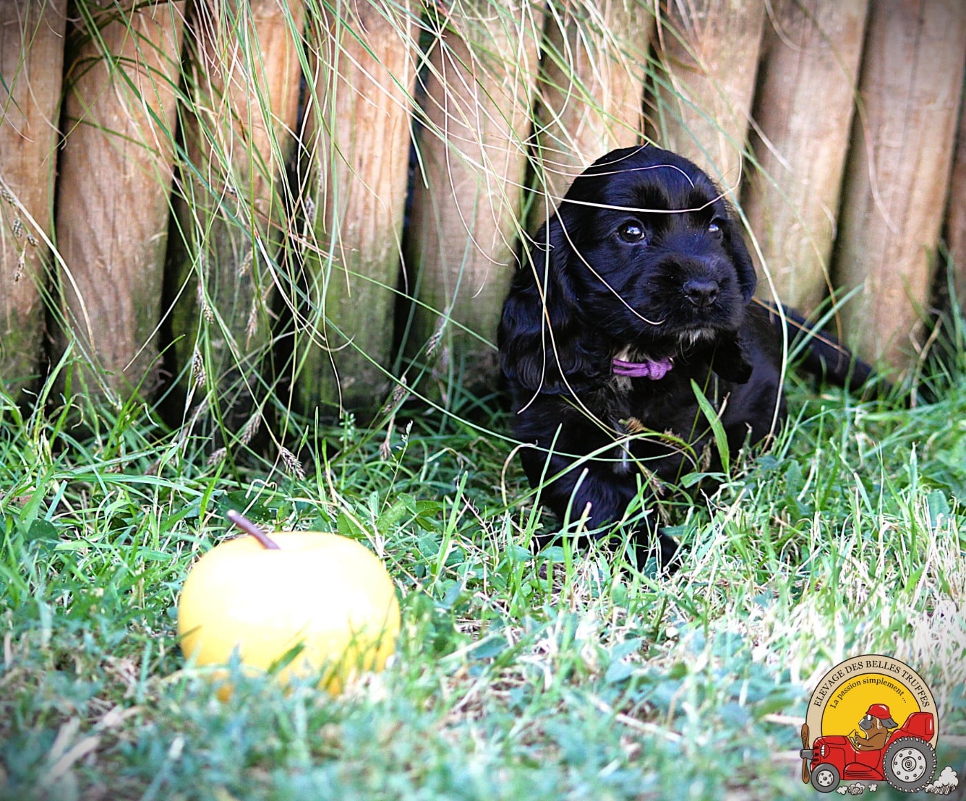 Cocker Spaniel Anglais - Des Belles Truffes