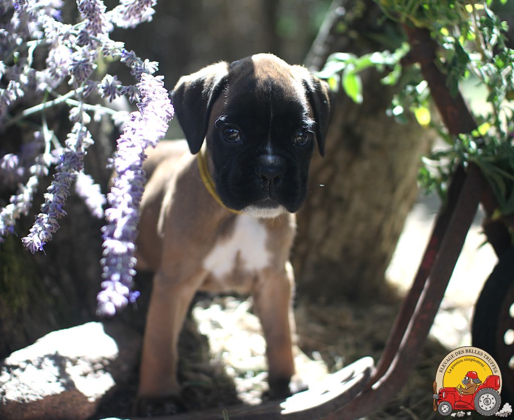 AMBER DES BELLES TRUFFES