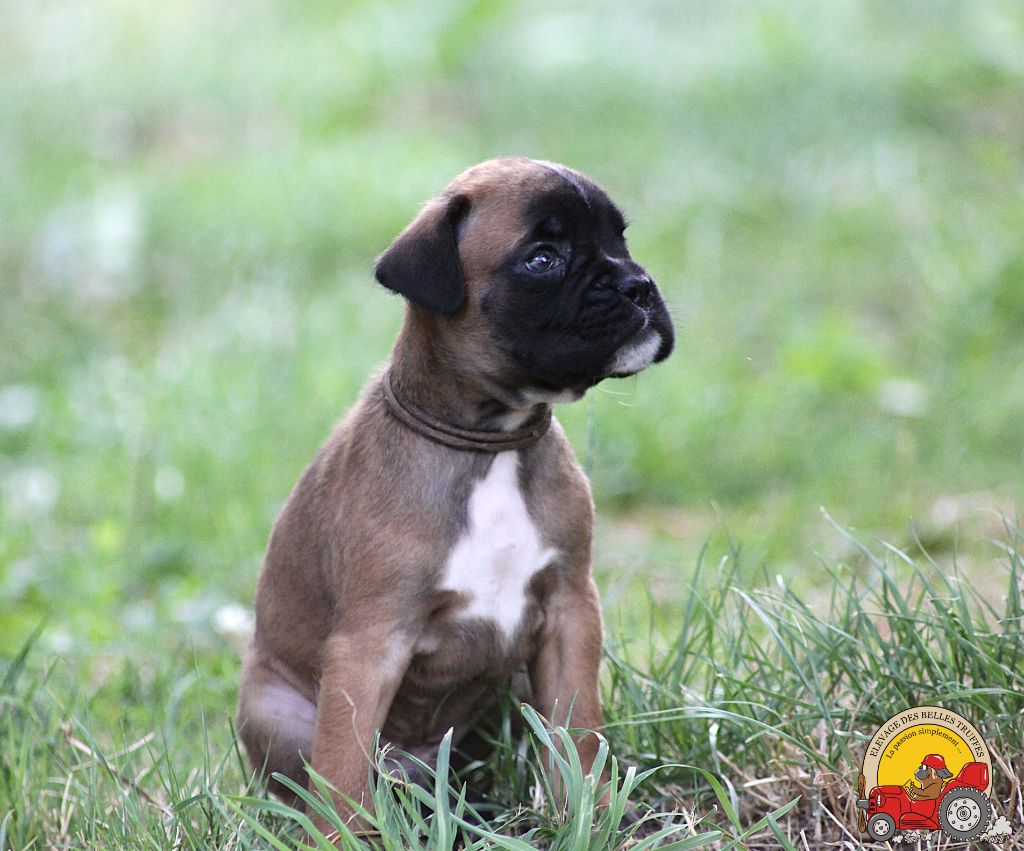 AMOS DES BELLES TRUFFES