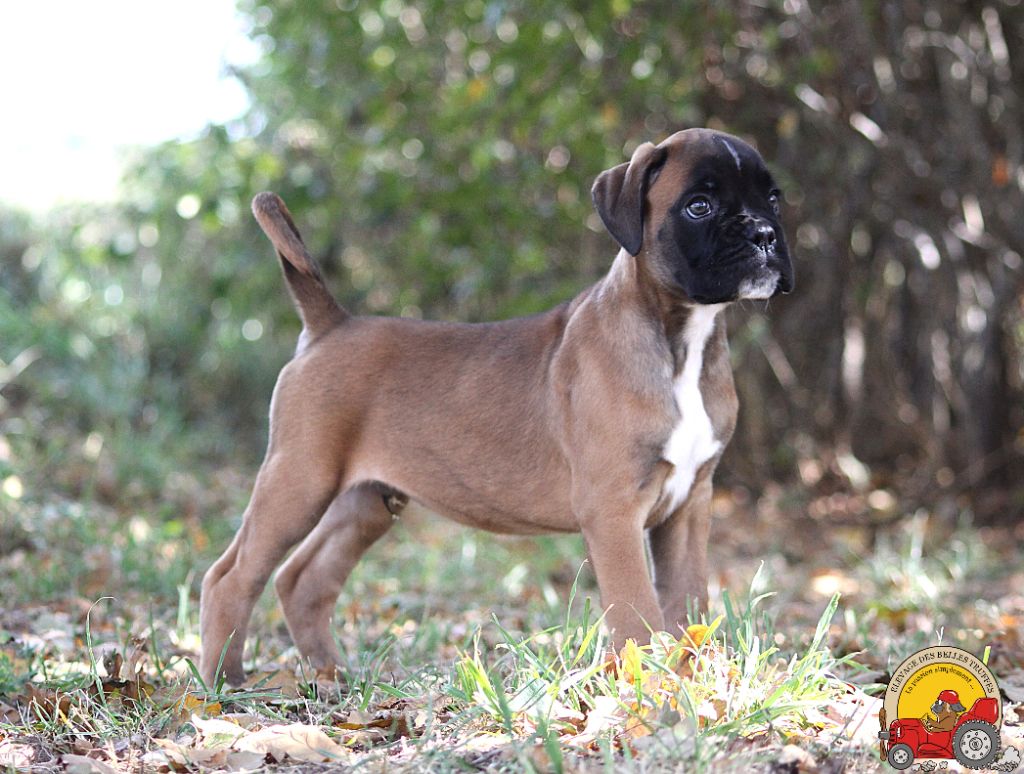 AMOS DES BELLES TRUFFES