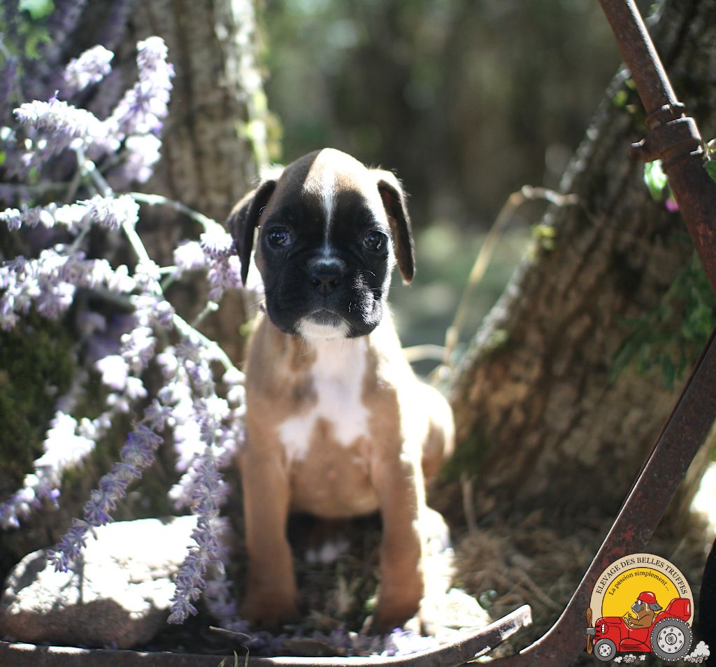 ALBA DES BELLES TRUFFES