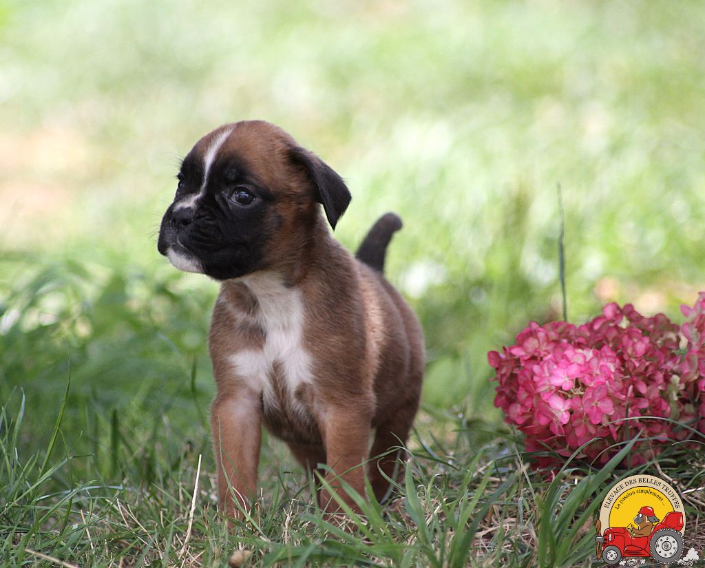 ALBA DES BELLES TRUFFES