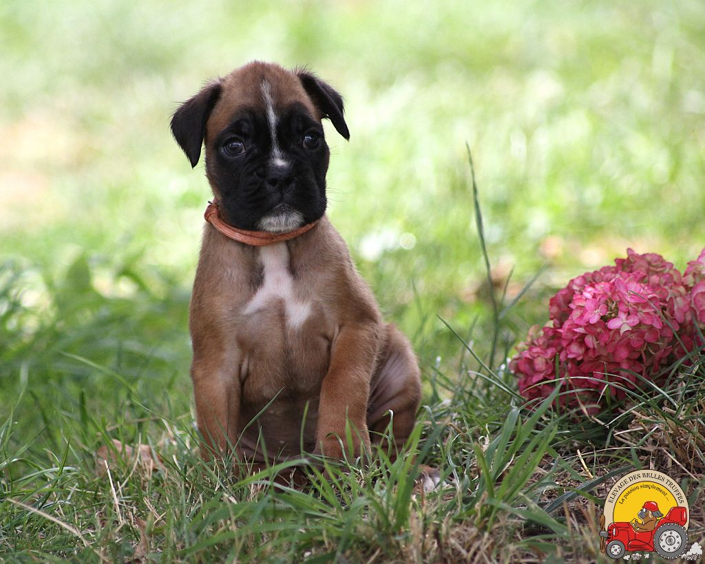 AIMY DES BELLES TRUFFES