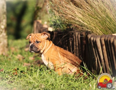 Les chiots de Bulldog continental