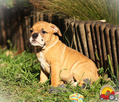 Les chiots de Bulldog continental