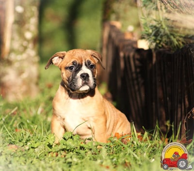 Les chiots de Bulldog continental