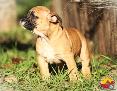 Les chiots de Bulldog continental