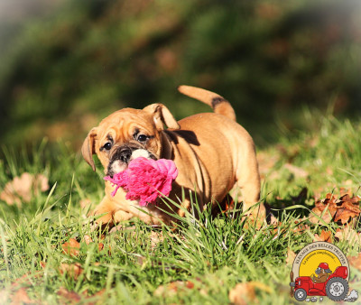 Les chiots de Bulldog continental