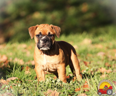 Les chiots de Bulldog continental