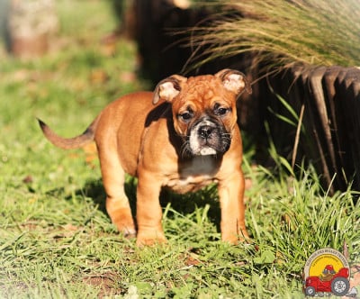 Les chiots de Bulldog continental